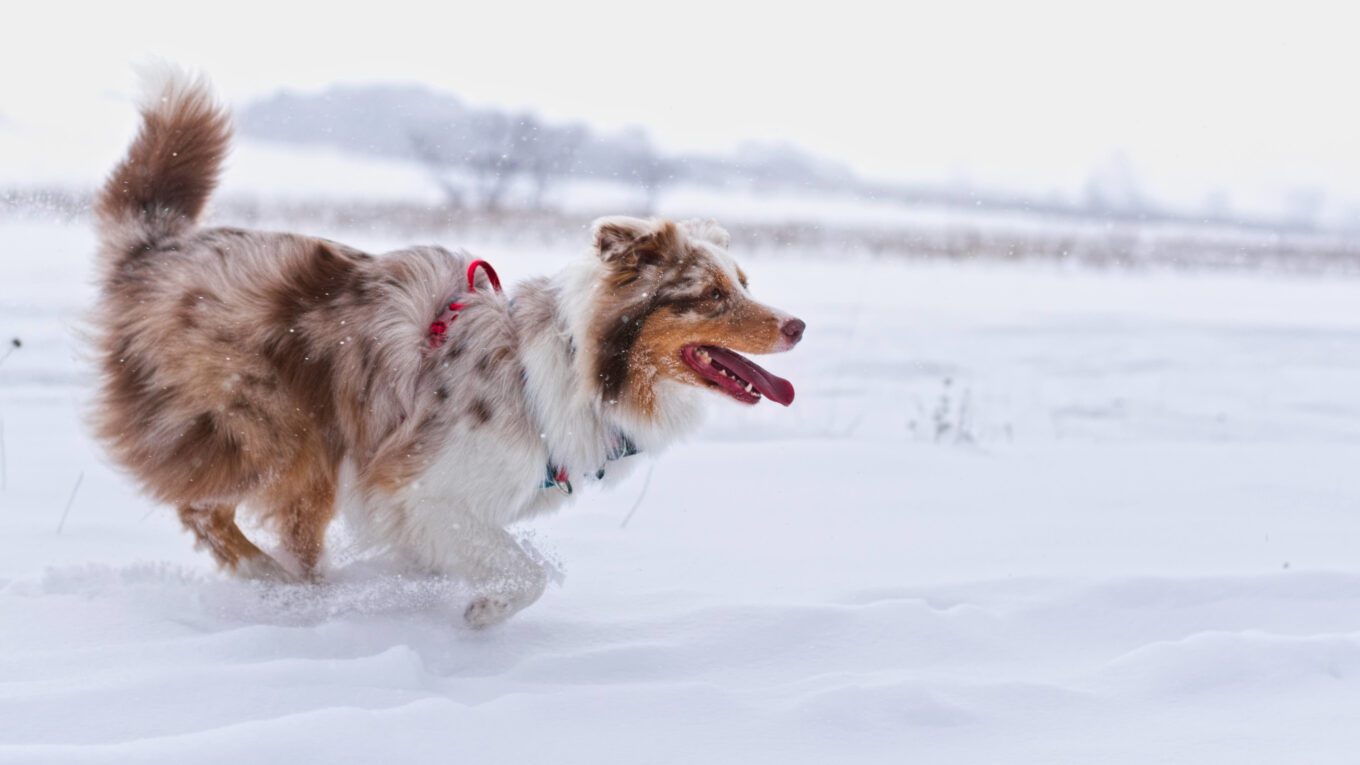 Pełnowartościowy spacer z psem