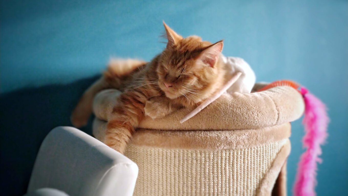 O potrzebie drapania