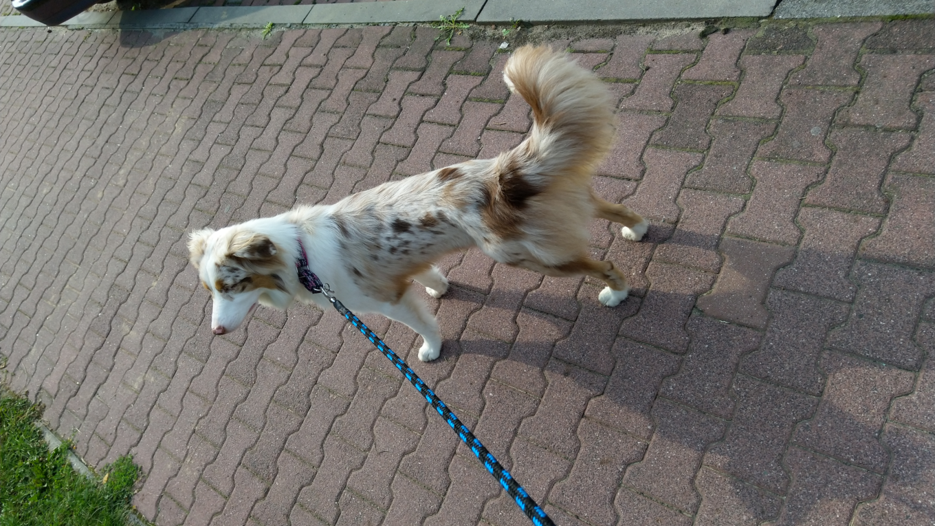 Dlaczego behawioryści i trenerzy psów nie lubią smyczy typu flexi