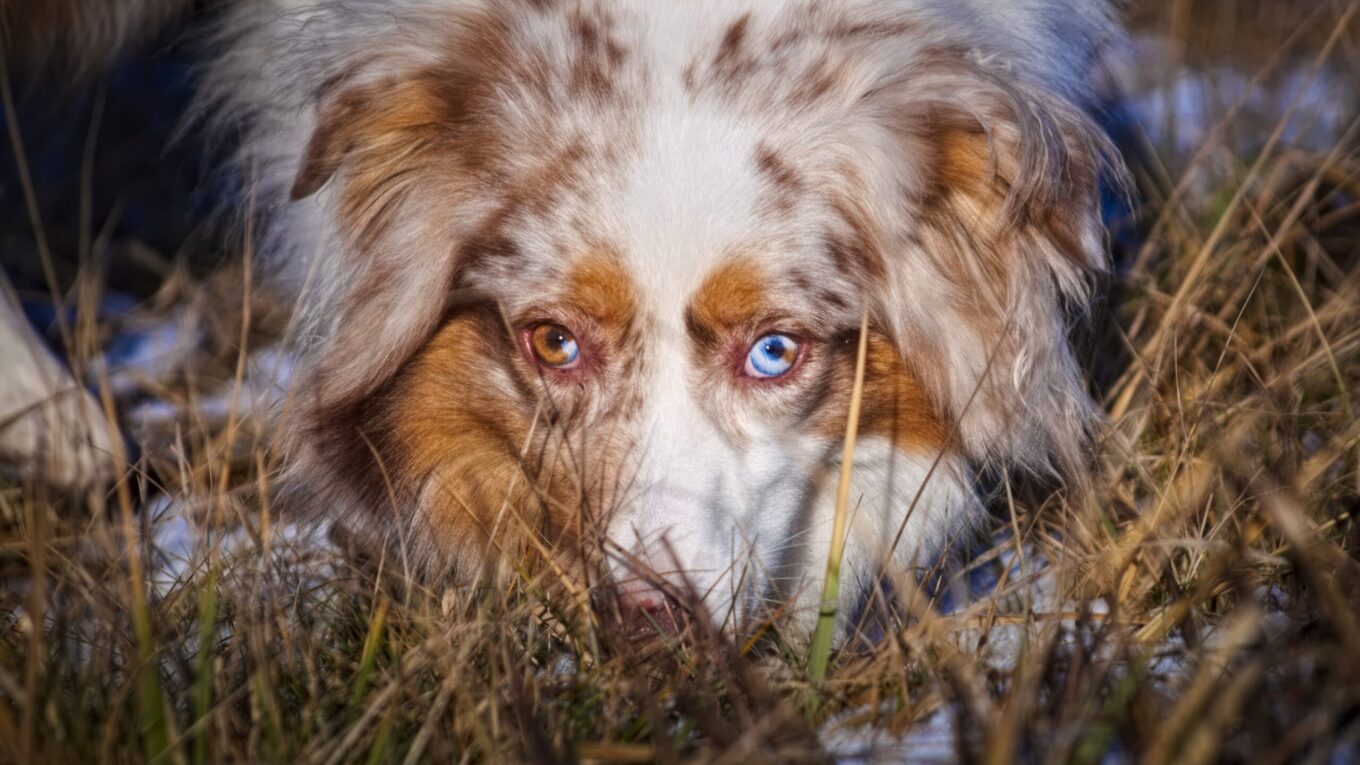 Nose Work – sport dla każdego