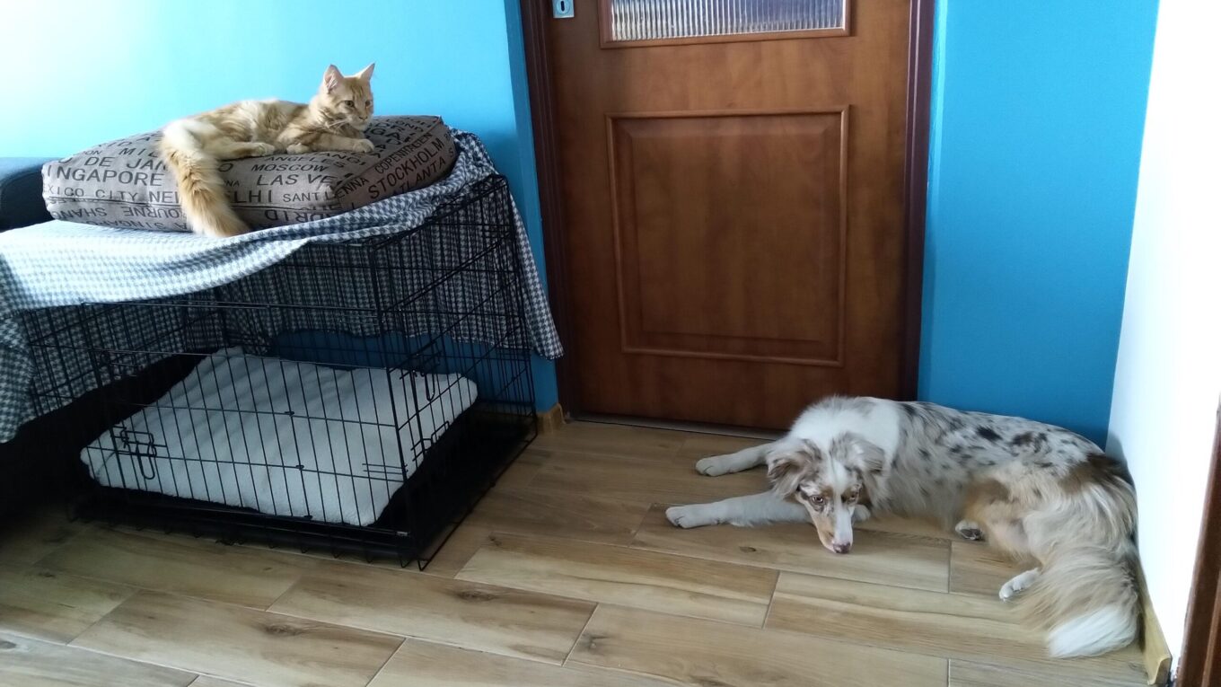 5 wolności zwierząt, czy je znasz?