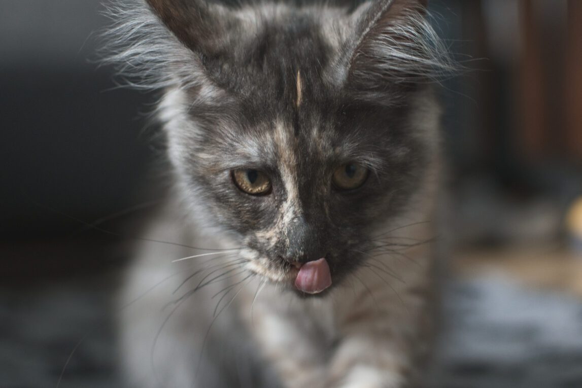 Nowy członek rodziny