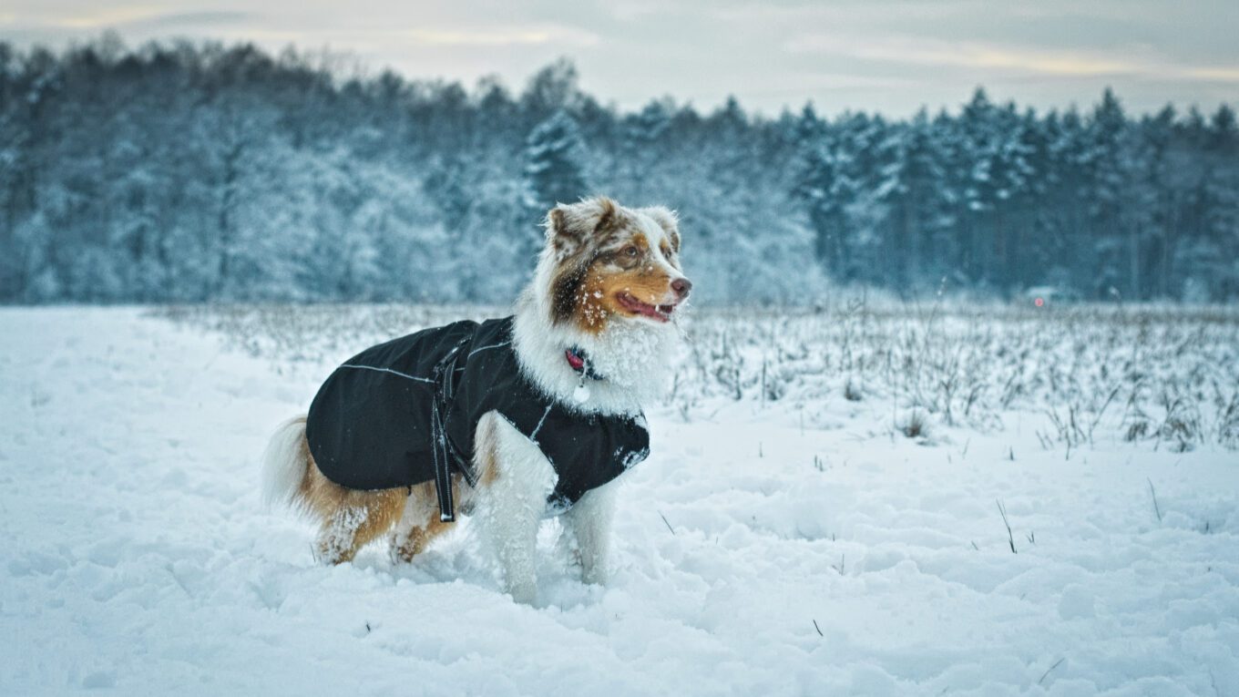Jak zadbać o psa jesienią i zimą?